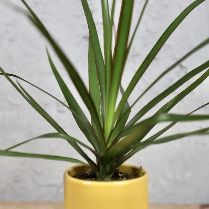 Dracaena marginata baby