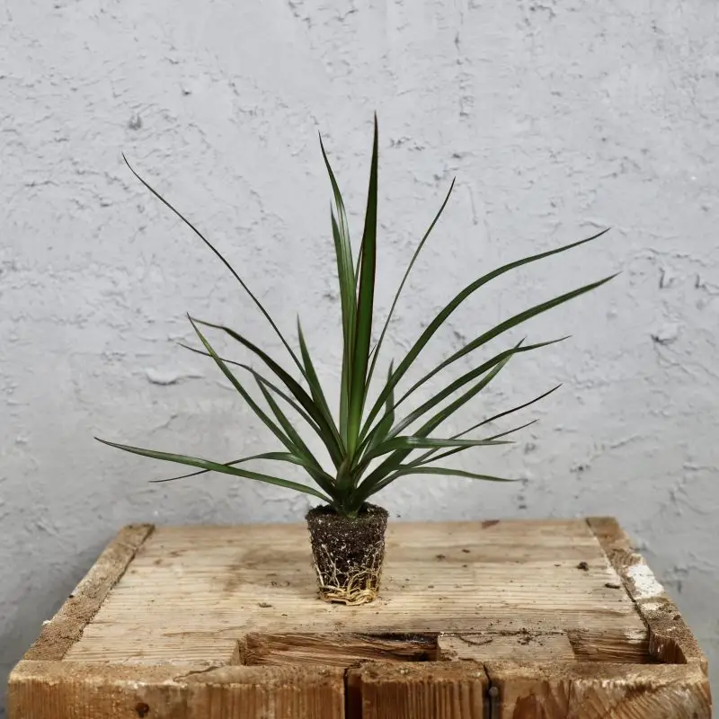 Dracaena marginata baby