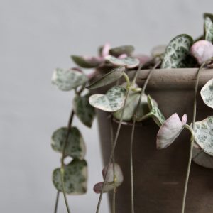 Ceropegia lampášek Woodii Variegata