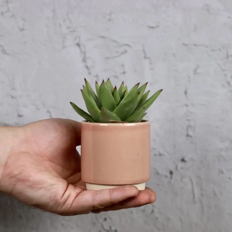 Echeveria Agavoides baby