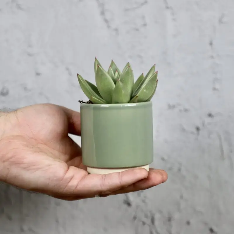 Echeveria Agavoides baby