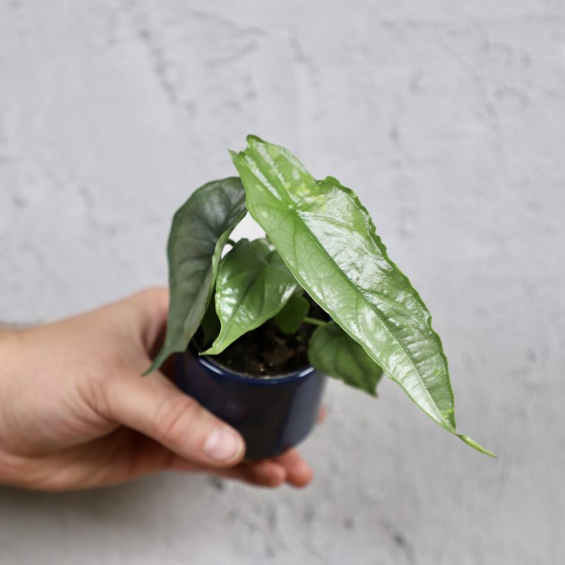Alocasia Dragon breath baby