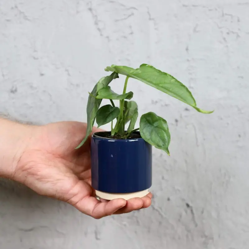 Alocasia Dragon breath baby