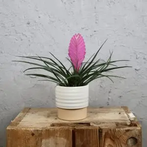 Tillandsia cyanea Vincent