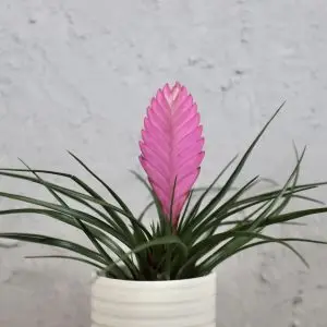 Tillandsia cyanea Vincent