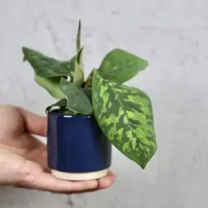 Homalomena Camouflage baby