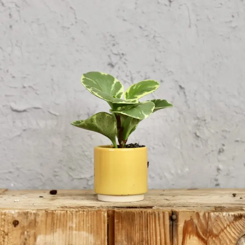 Peperomia Obtusifolia Variegata baby