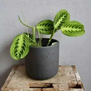 Maranta Leuconeura Lemon Lime