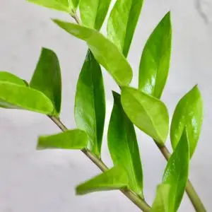 Zamioculcas Zamiifolia
