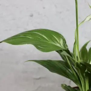 Spathiphyllum Lopatkovec Pearl Cupido