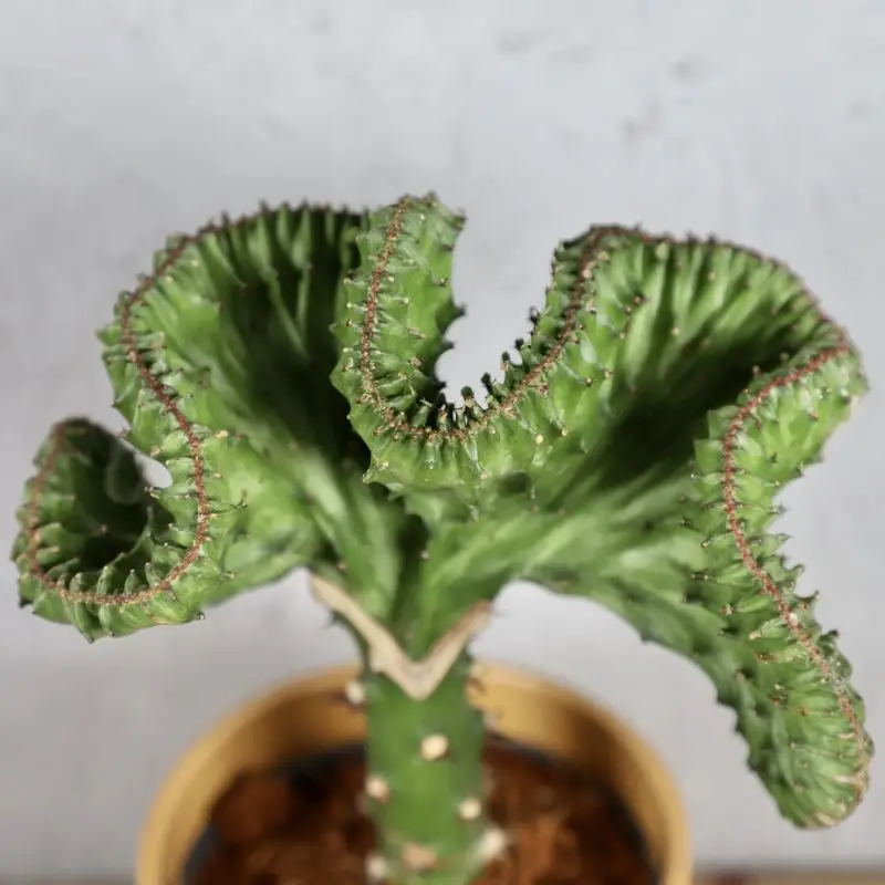 Hřebenatka zelená Euphorbia lactea Cristata