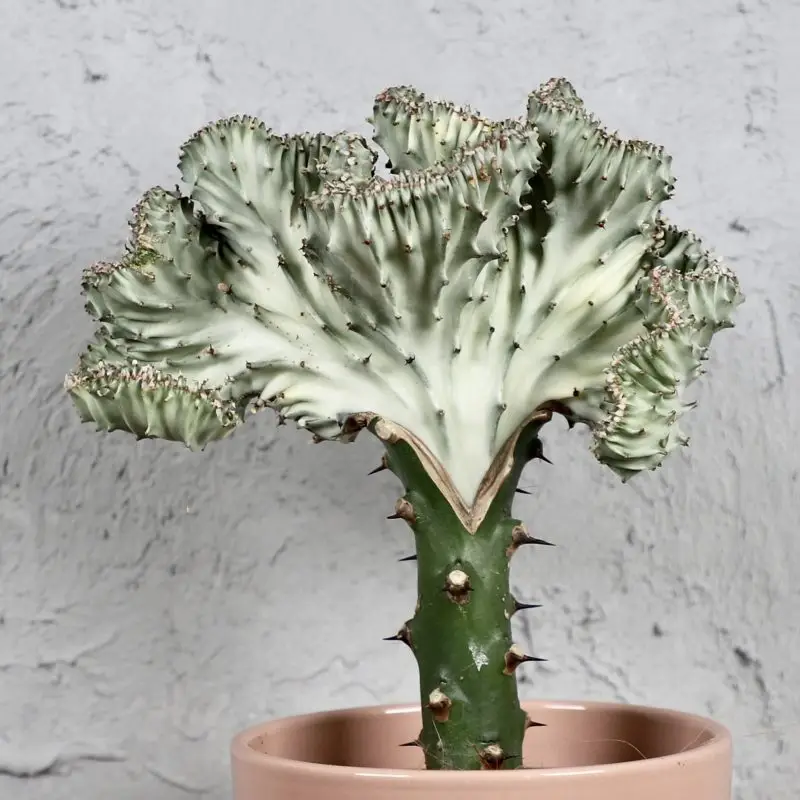Euphorbia lactea Cristata šedá