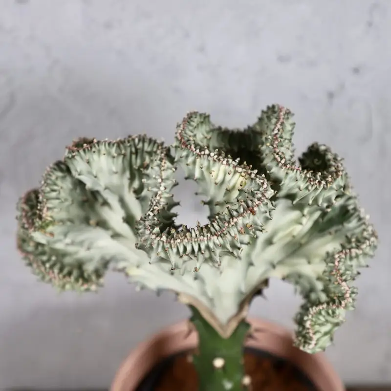 Euphorbia lactea Cristata šedá