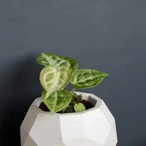 Anthurium Silver Blush baby