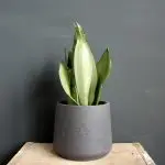 Sansevieria Tchynin jazyk Trifasciata Moonshine