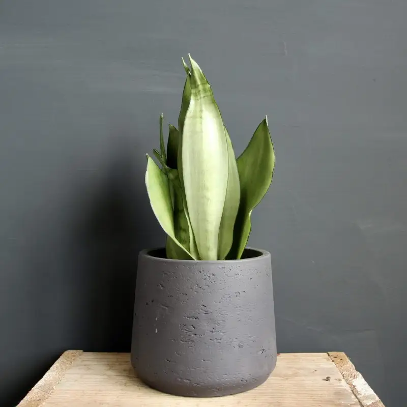 Sansevieria Tchynin jazyk Trifasciata Moonshine