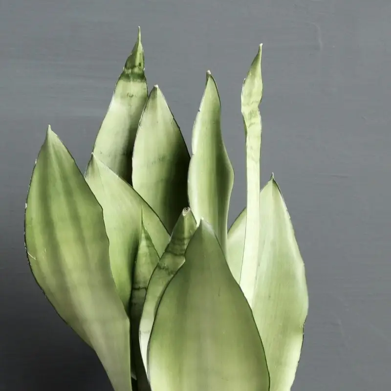 Sansevieria Tchynin jazyk Trifasciata Moonshine