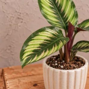 calathea-beautystar-rostlina-kalatea-rostlinkovo