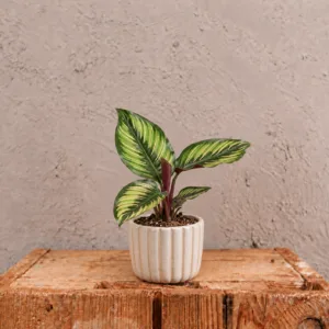 calathea-beautystar-rostlina-kalatea-rostlinkovo