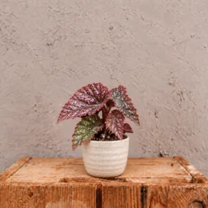 begonia-maculata-pink-spot-ruzova-begonie-rostlina-rostlinkovo