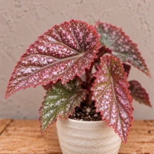 begonia-maculata-pink-spot-ruzova-begonie-rostlina-rostlinkovo