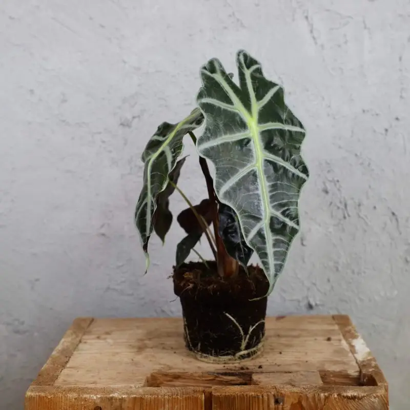 Alocasia Polly