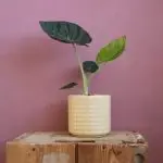 Alocasia Regal Shields