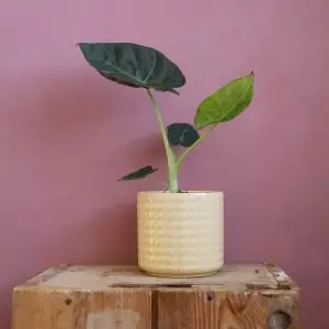 Alocasia Regal Shields