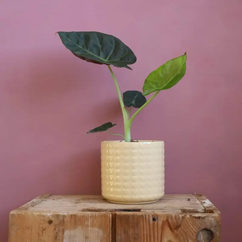 Alocasia Regal Shields