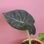 Alocasia Regal Shields