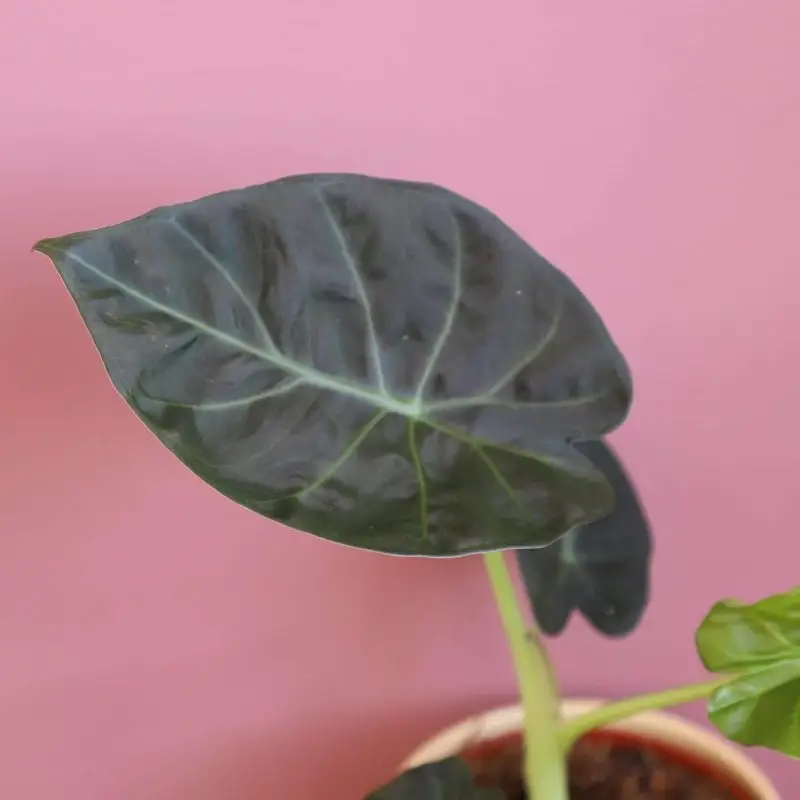 Alocasia Regal Shields