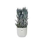 Elho plastový květináč Vibes fold silky white Ø 16 cm