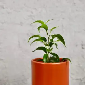 Ficus Benjamina baby