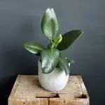 Ficus Elastica Robusta