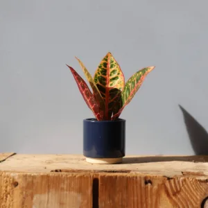 codiaeum-variegata-petra-panasovane-rostliny-rostlinkovo