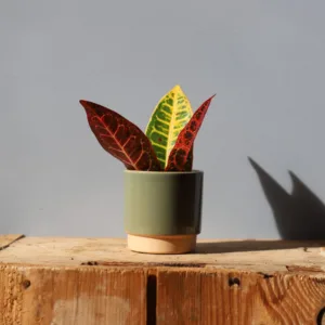 codiaeum-variegata-petra-panasovane-rostliny-rostlinkovo