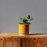 Kvétináč Eno Duo ocher Ø 6 cm