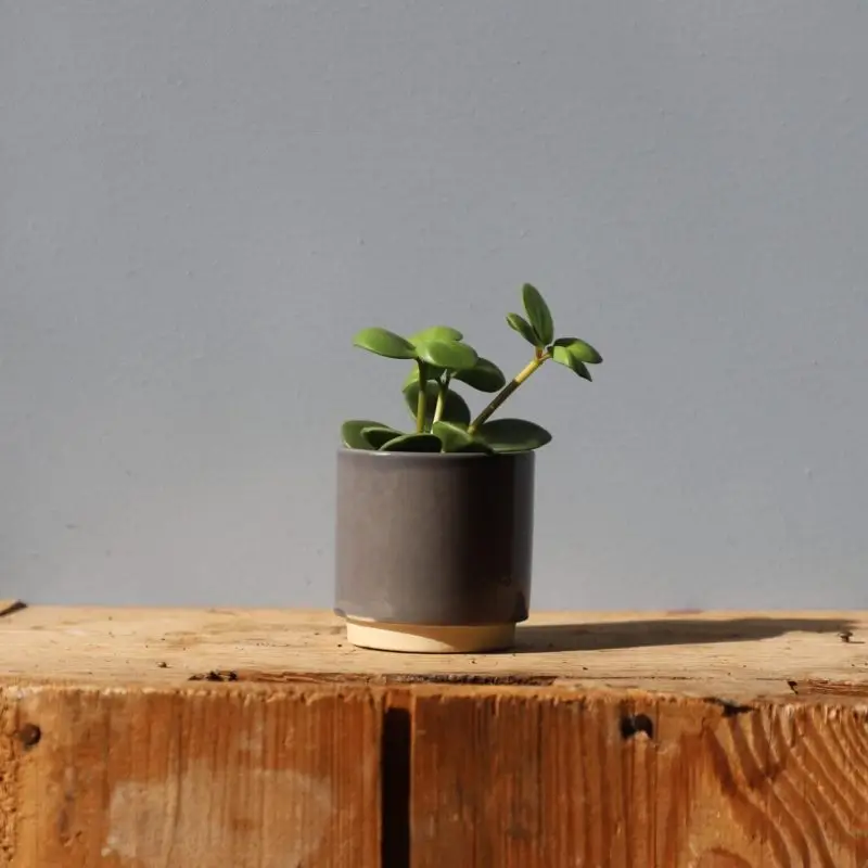 Květináč Eno Duo sober grey Ø 6 cm