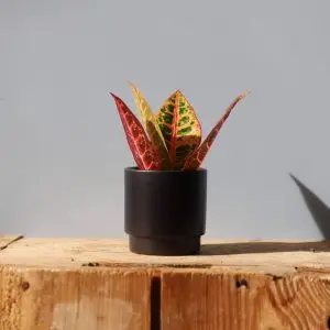 Květináč Eno Matt black Ø 7 cm