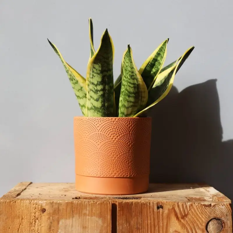 Květináč Kabe vějíř Ø 12 cm