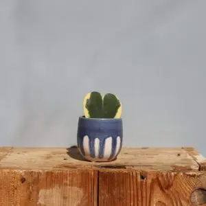 Květináč Pacific Ø 6 cm