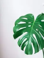 Monstera Deliciosa velká
