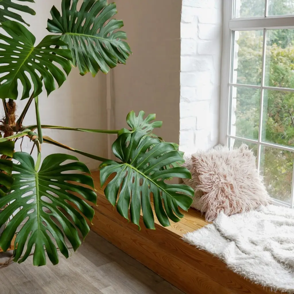 Semena Monstera deliciosa 5 ks