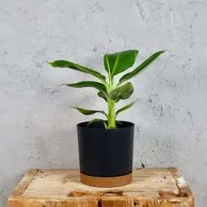 Musa Banánovník Dwarf Cavendish