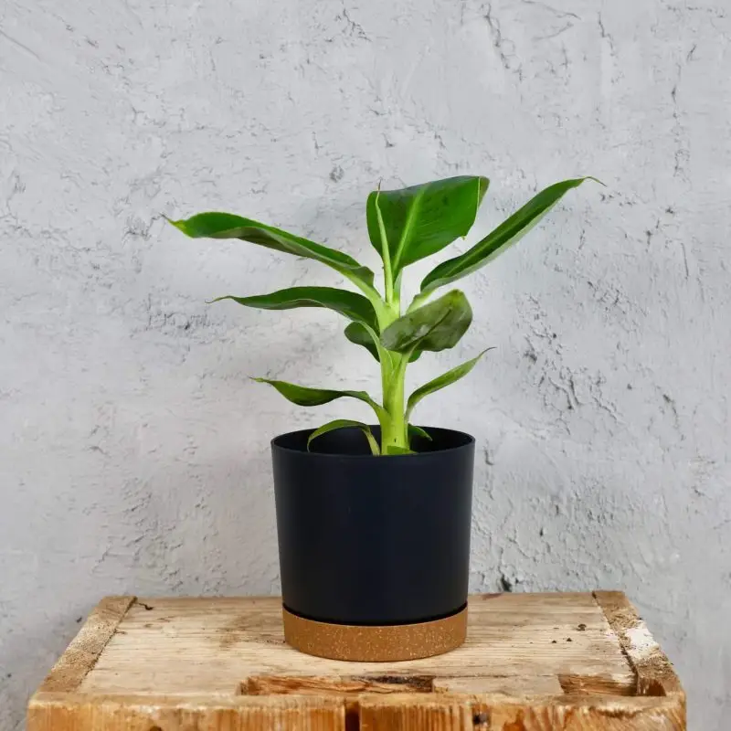 Musa Banánovník Dwarf Cavendish