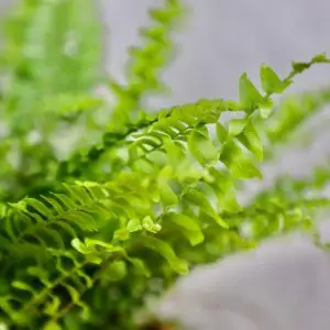 Nephrolepis Green Lady