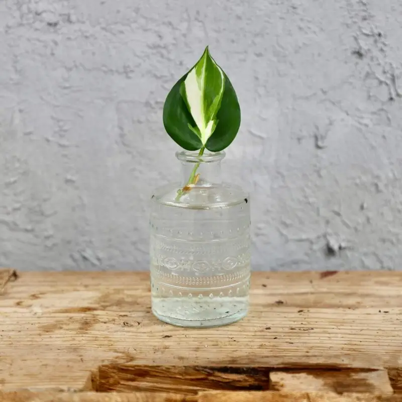 Philodendron cream splash řízek