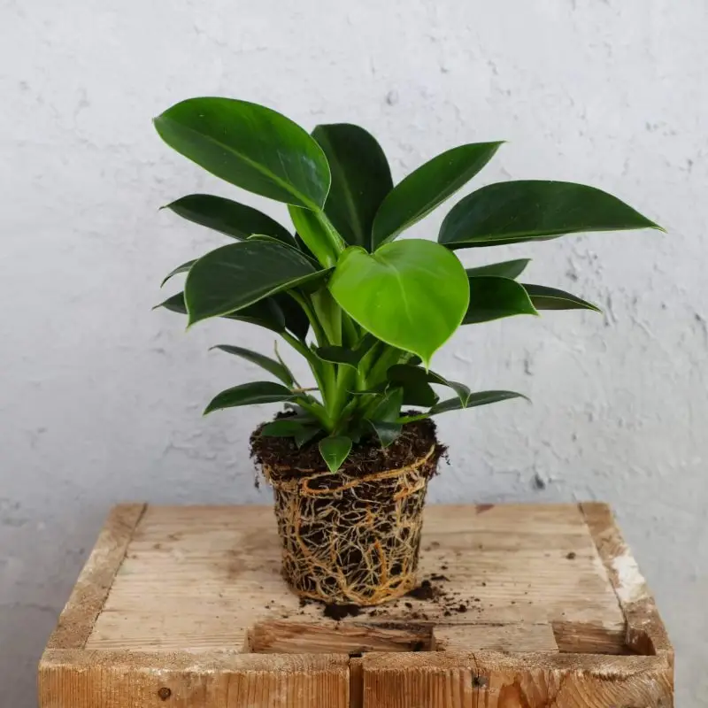 Philodendron Green Princess