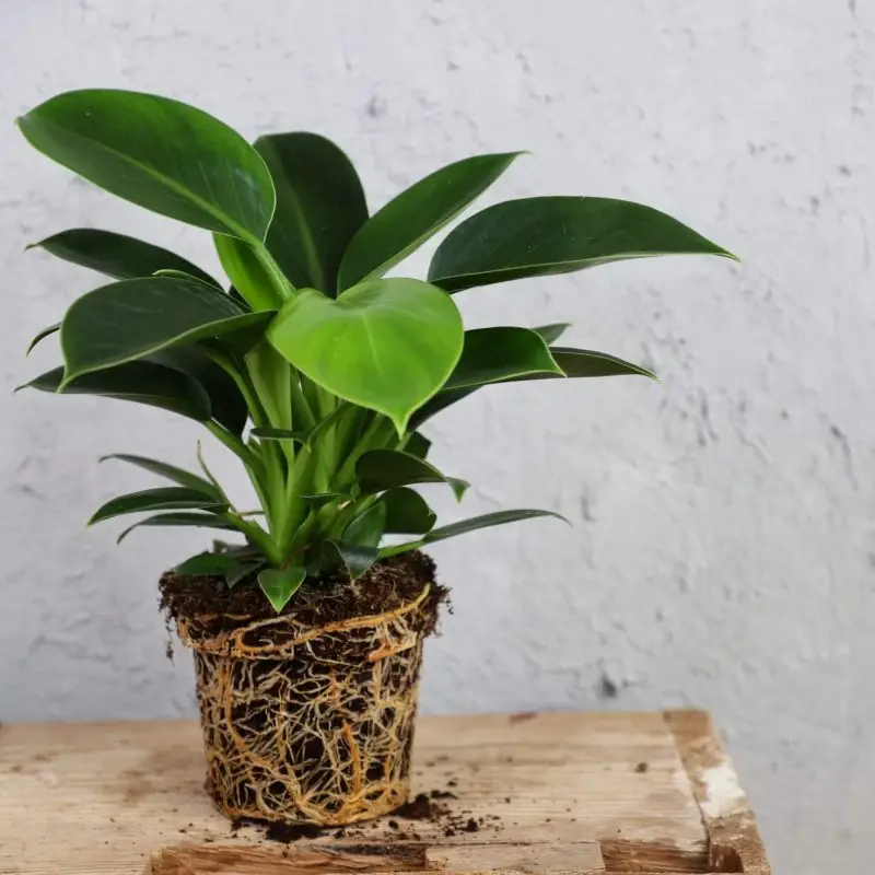Philodendron Green Princess