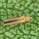 Floraservis Spintor proti třásněnkám, mšicím a žravým škůdcům 6 ml